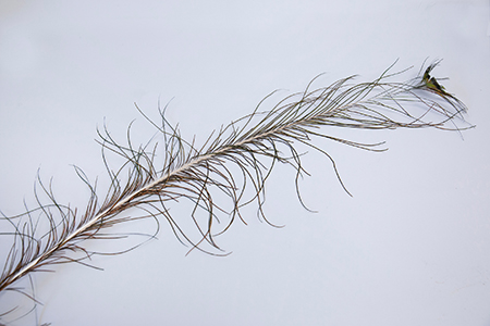 Peacock feather